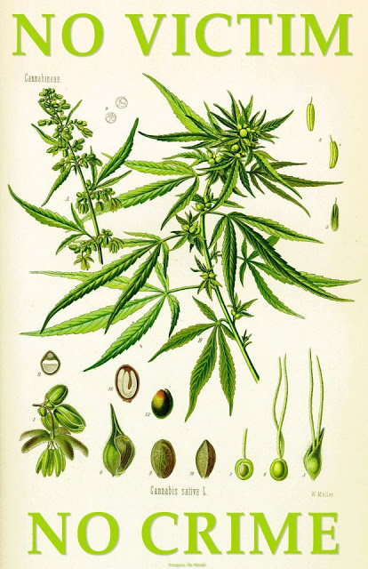 cannabisnovictim