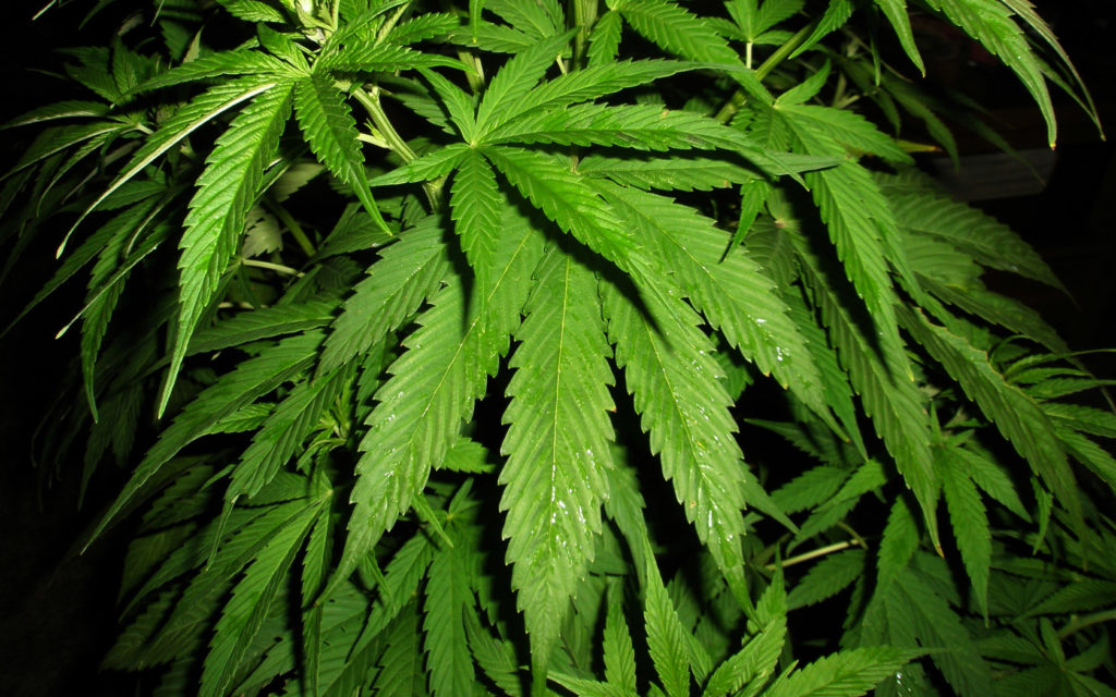 Cannabis: CAÑAMO y La MARIHUANA