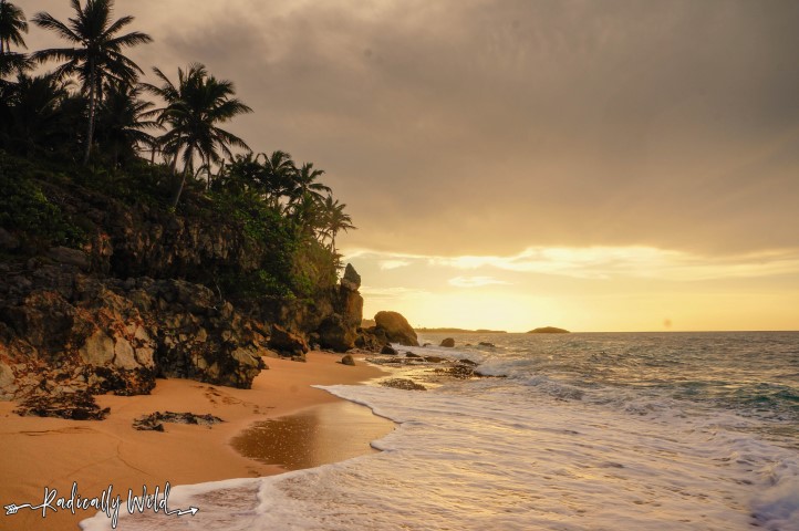 Puerto Rico is paradise Photography palm trees beaches