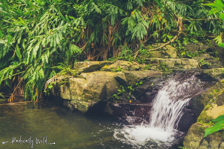 Puerto Rico is paradise Photography waterfall