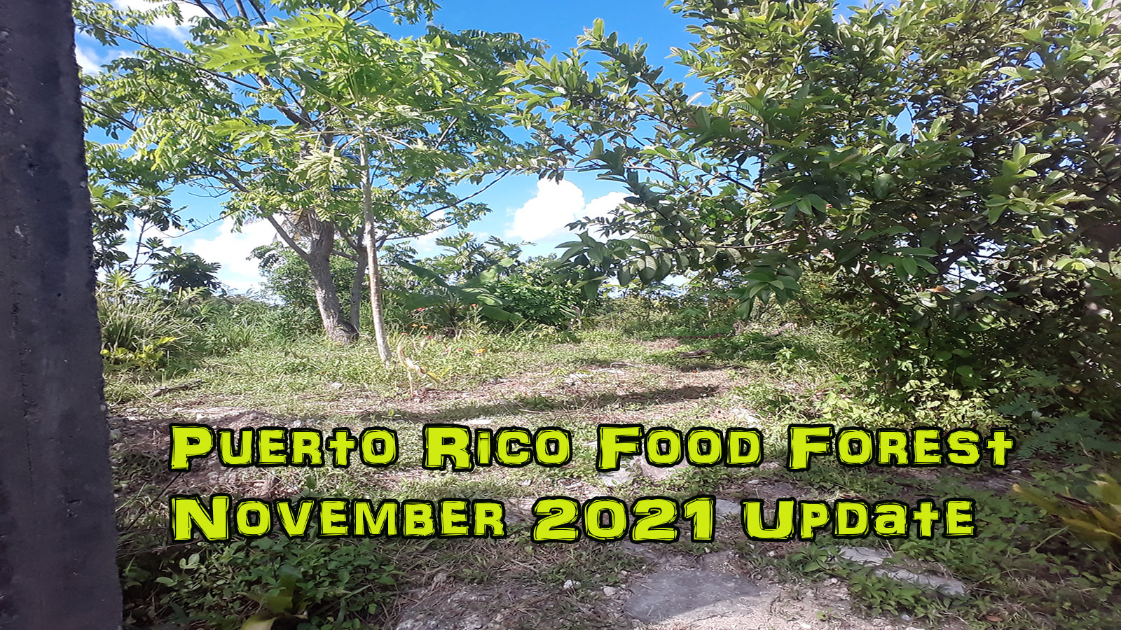 November food forest update