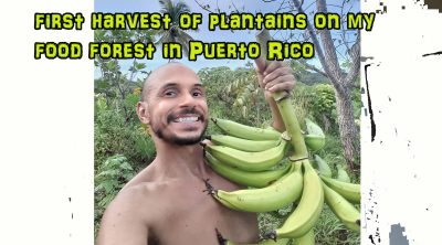 first harvest of plantains Puerto Rico