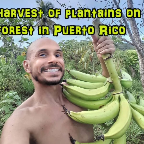 first harvest of plantains Puerto Rico