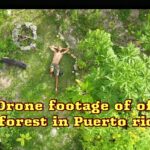 Drone Puerto Rico food forest jungle