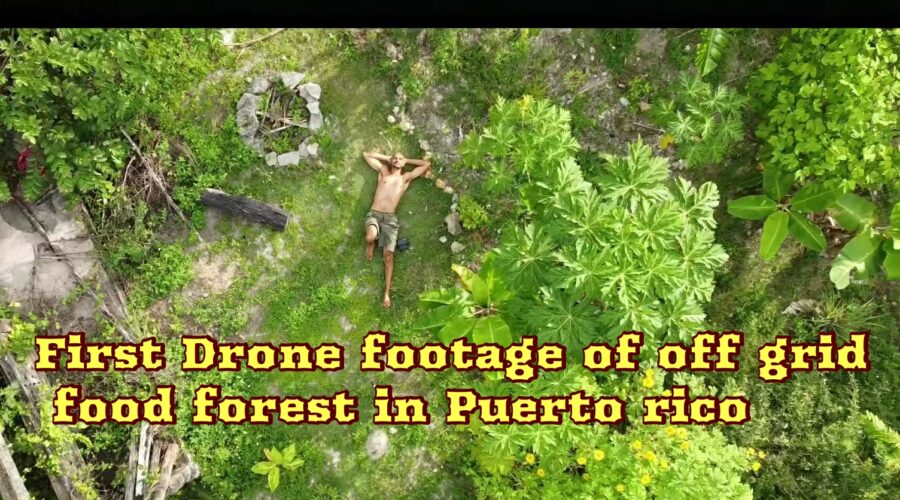 Drone Puerto Rico food forest jungle