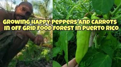 pepper puerto rico carrot permaculture off grid
