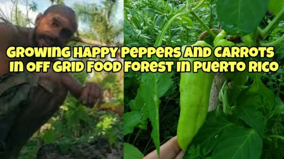 Vlog: Growing Happy Peppers and Carrots In Off Grid Food Forest In Puerto Rico